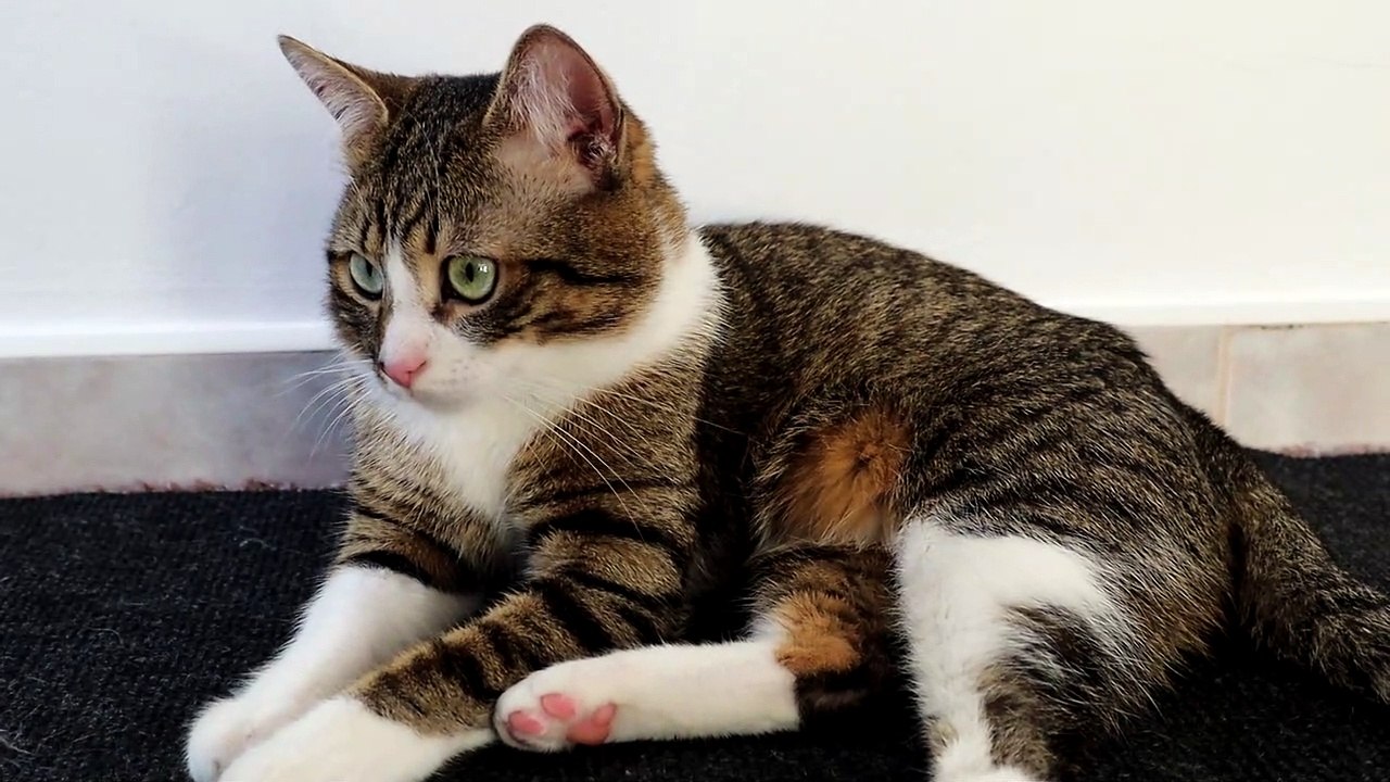Cat Sits on the Floor