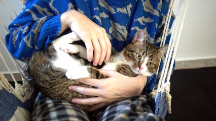 Funny Cat Tries to Slap His Human