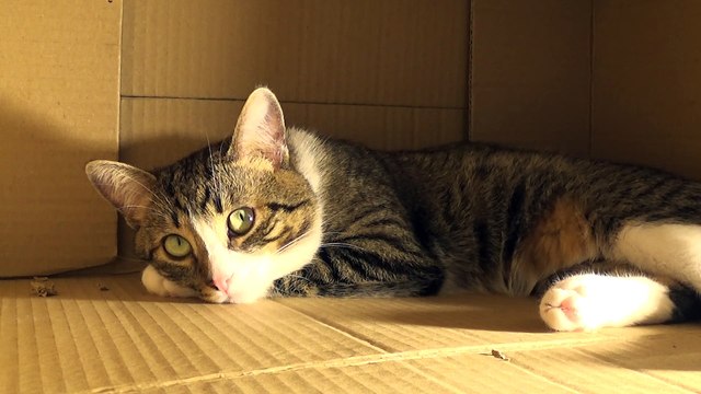 Gentle Little Cat Sleeps in a Box