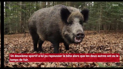 Un sanglier attaque des snowboarders sur une piste de ski !