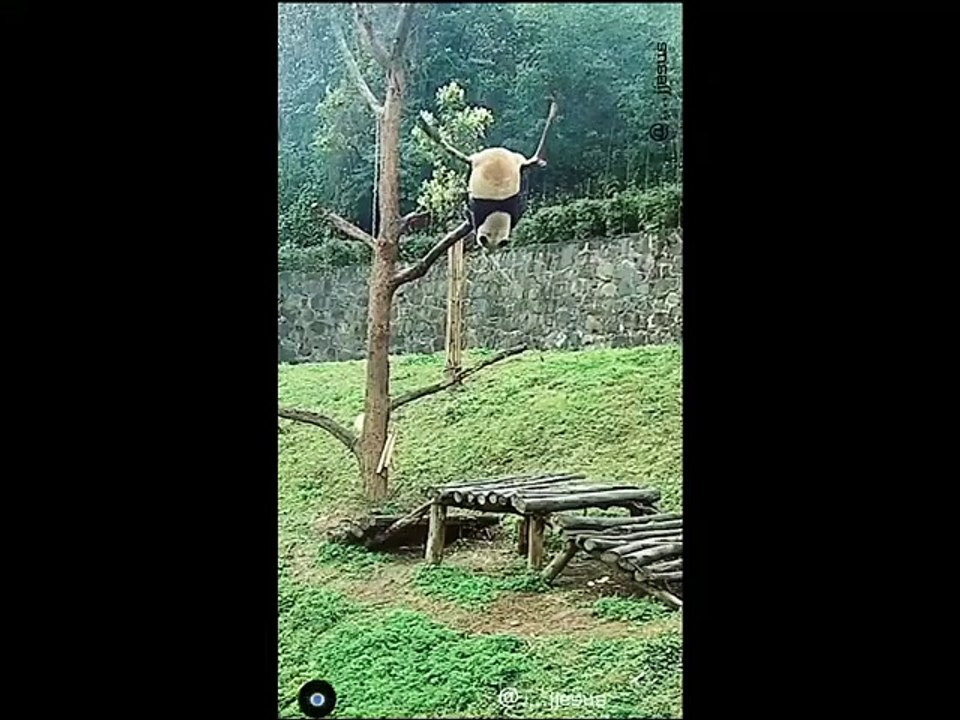 Wee-- - Funny Cats _ Dogs Wee Meme -- Try not to laugh Wee Funny Videos --(480P)