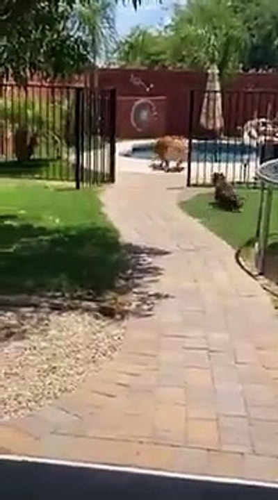 Try Not To Laugh - Funny Cat _ Dog Video 8 _shorts(360P)