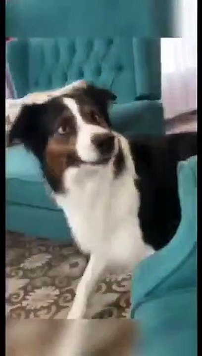 ----Funny Moments Of Cats and Dogs 2023---- __ Funny Video(360P)