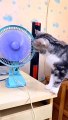 New Funny Videos 2022 -- Cutest Cats and Dogs ----Funny Cats And Dogs Try Not To Laugh Impossible(480P)