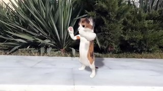 Dancing cats(480P)