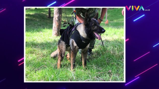 Proteo, Anjing Heroik Gugur Saat Selamatkan Korban Gempa