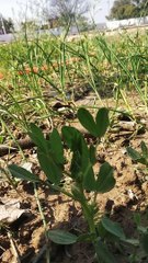 beautiful green tree