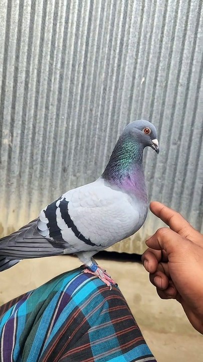 Young Pigeon 