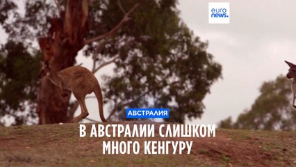 Рост популяции кенгуру - угроза Австралии