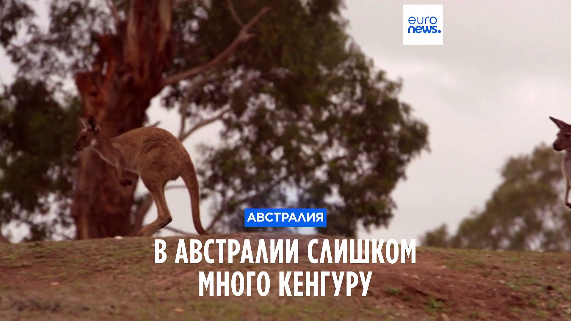 ⁣Рост популяции кенгуру - угроза Австралии