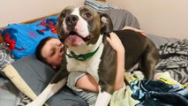 Stern Pit Bull wants human bro to skip school and won't take 'No' for an answer