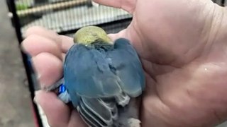 Parblue lovebird chick