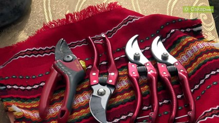 Цар на виното Любимец 2020