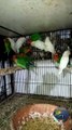 Green fischer and albino lovebird chicks now self