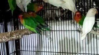 Green fischer and albino lovebird chicks now self