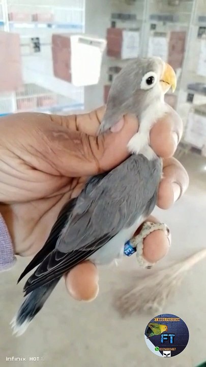 Slaty fishery lovebird