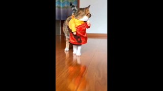 Cat Funny | Cat Cute Laugh Videos