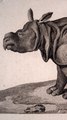 Ce rhinocéros est resté 23 ans au château de Versailles