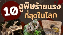 10 สายพันธุ์งูสุดอันตราย พิษร้ายแรงที่สุดในโลก