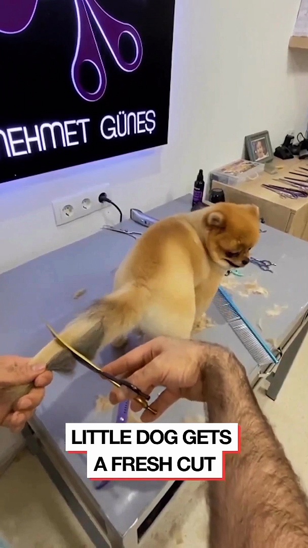 cat getting hair style