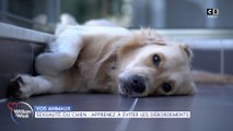 Vos animaux : Sexualité du chien : apprenez à éviter les débordements