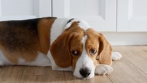 Purina Recalls Dry Dog Food Due To Toxicity Risk