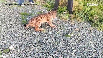 Télécharger la video: Ecologistas en Acción denuncian un nuevo atropello de lince en Doñana