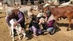 गाय के साथ गले मिल मनाया वेलेंटाइन डे,देखे वीडियो