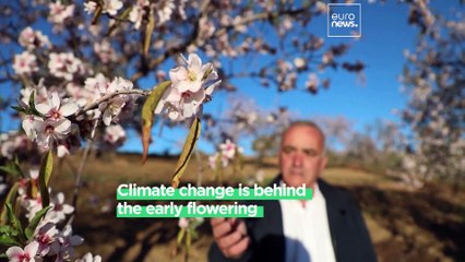 Flowering into frost: Climate change is ‘destroying’ Spain’s treasured almonds