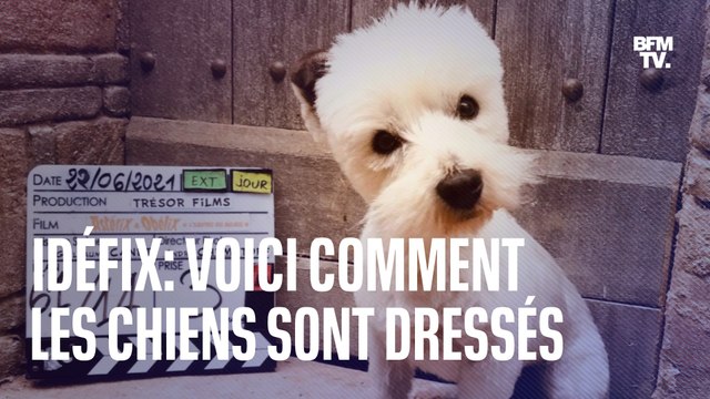 Voici comment les chiens sont dressés pour jouer Idéfix dans le dernier Astérix et Obélix
