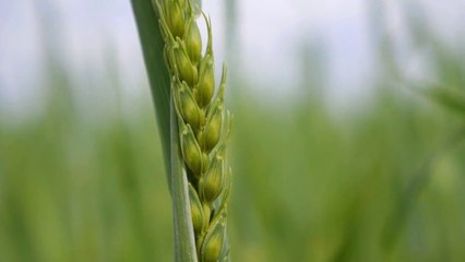 Riso, nel 2022 vince quello certificato