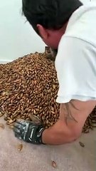 300 kg de bellotas dentro de una pared