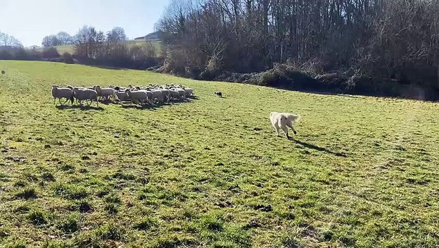 Le chien de berger SNOW garde le troupeau de brebis à CARVES