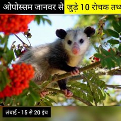 ओपोस्सम जानवर से जुड़े  10 रोचक तथ्य
