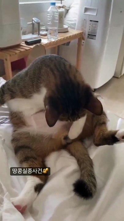 Quand ton chat vient de se faire stériliser... mais elles sont passé où???