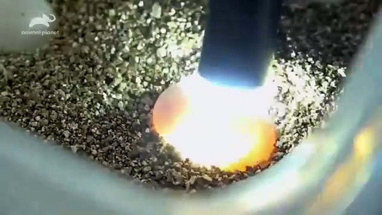 The Zoo - Se4 - Ep02 - The Great Turtle Comeback HD Watch