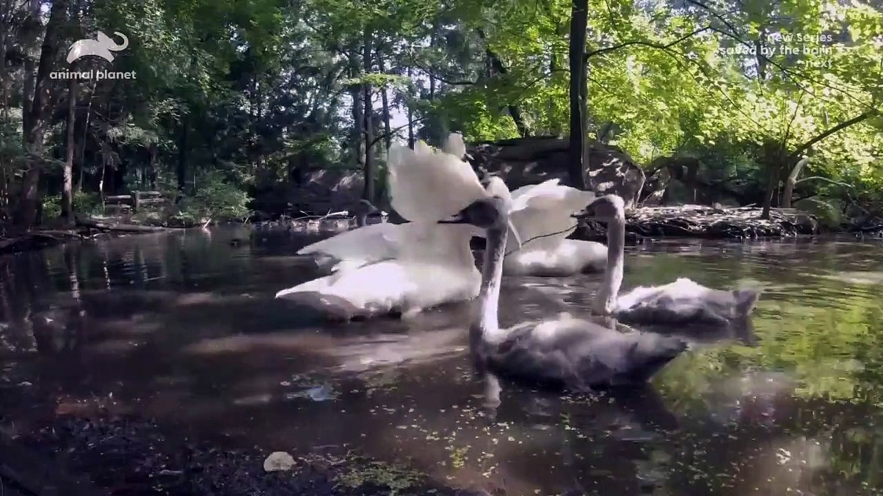 The Zoo - Se4 - Ep03 - Tigers Day at The Dentist HD Watch