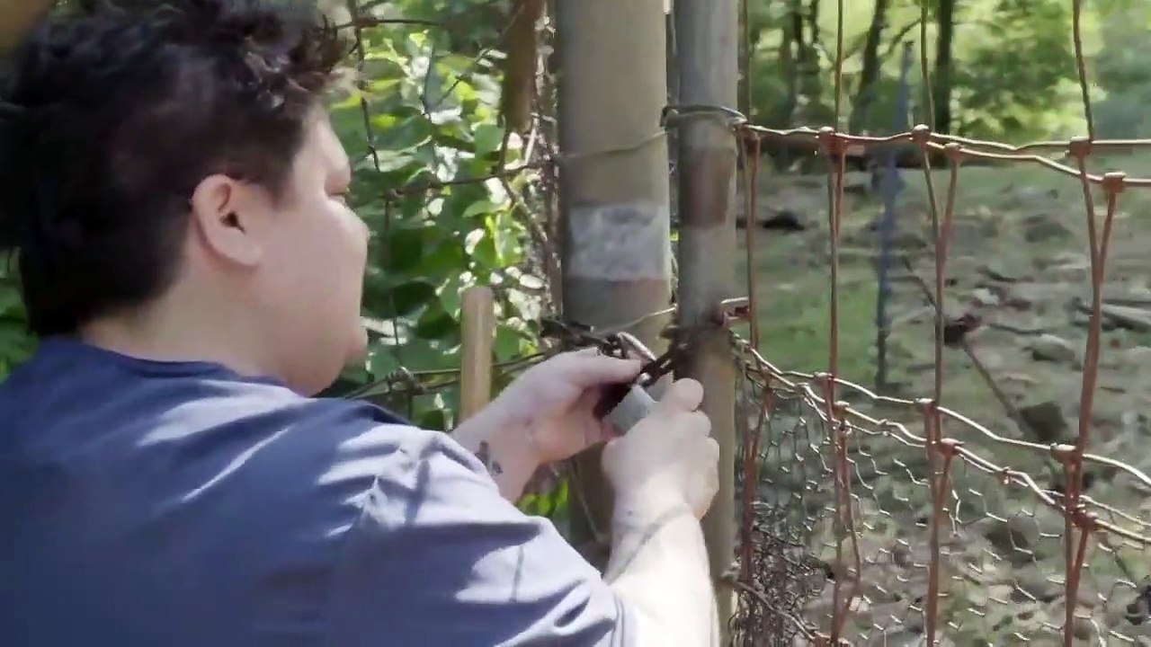 The Zoo - Se4 - Ep05 - Wallaby in the City HD Watch