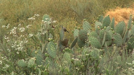 How Scientists Are Working to Restore Cacti After Wildfires
