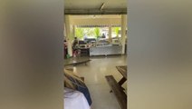 Students shriek as huge lizard goes on rampage in university canteen