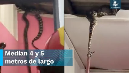 Serpientes causan pánico en una casa; rompen el techo mientras se apareaban