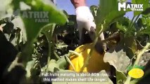 Awesome Agriculture Technology Yellow Melon Cultivation - Canary Melon Farming and Harvesting ▶77