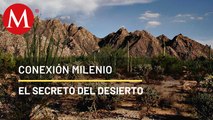 Rincones del desierto sonorense | Conexión Milenio