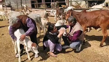 काऊ के साथ हग कर मनाया वेलेंटाइन-डे