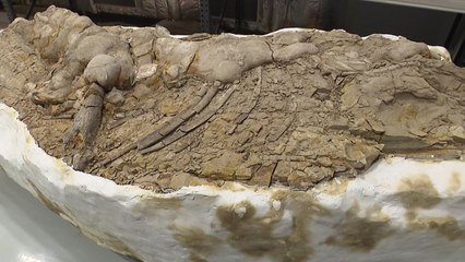 10.2m 국내 최대 신생대 나무화석 일반에 첫 공개 / YTN