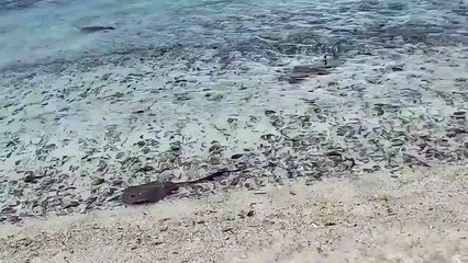 Köpekbalıkları vs Dikenli Vatoz