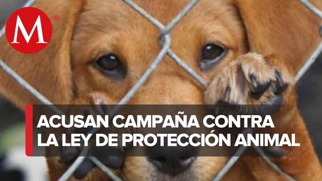La ley de protección de animales que tenemos en México no funciona: Jesús Sesma