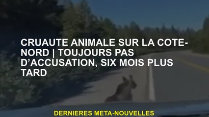 Cruauté envers les animaux sur la rive nordtoujours aucune accusation, six mois plus tard
