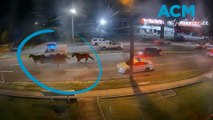 Escaped horses cause chaos over Captain Cook Bridge in early morning joyride