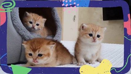 three cute orange kittens